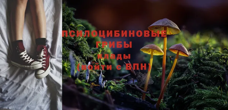 мега зеркало  Каменск-Шахтинский  Псилоцибиновые грибы Magic Shrooms 